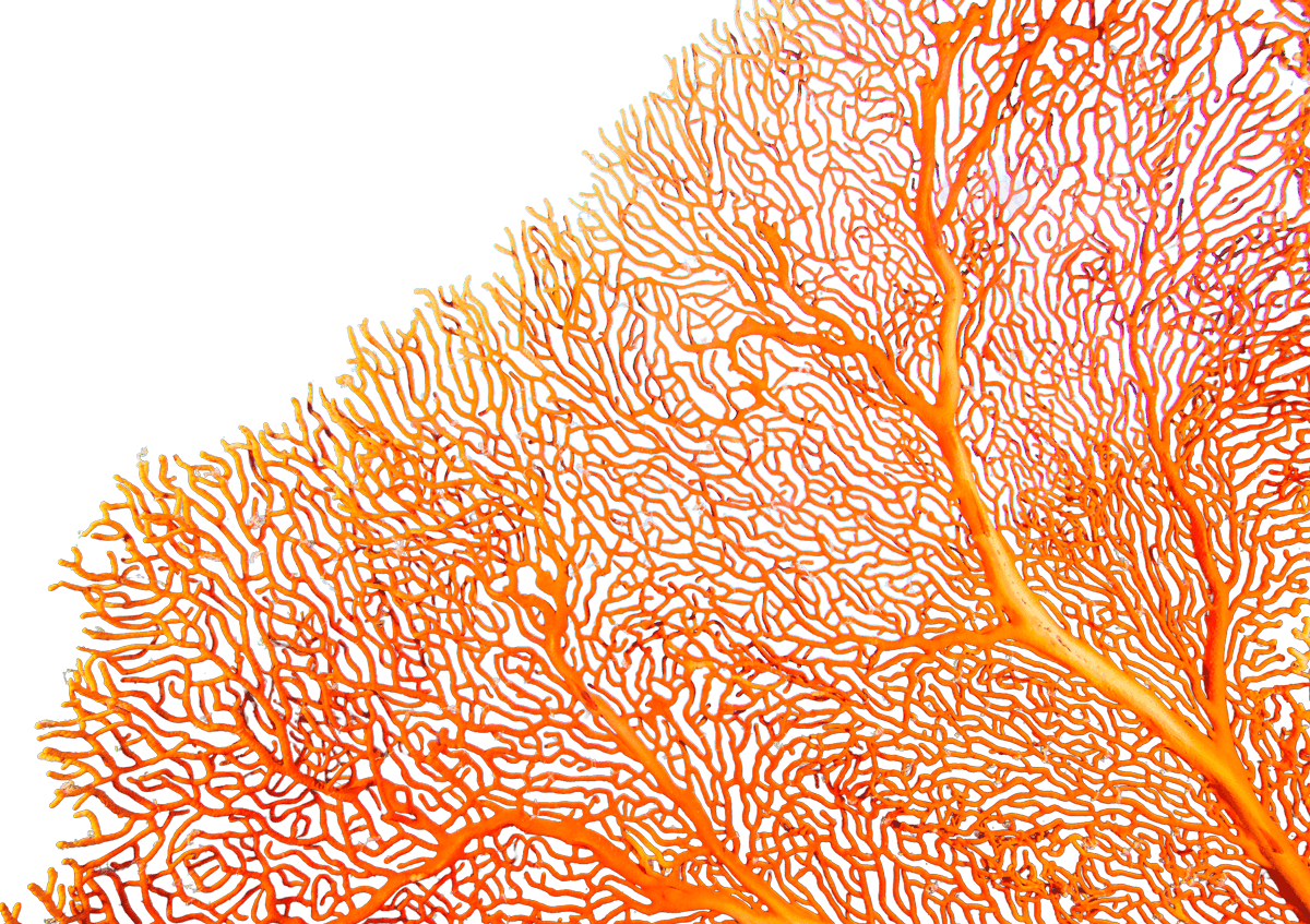 coral reef