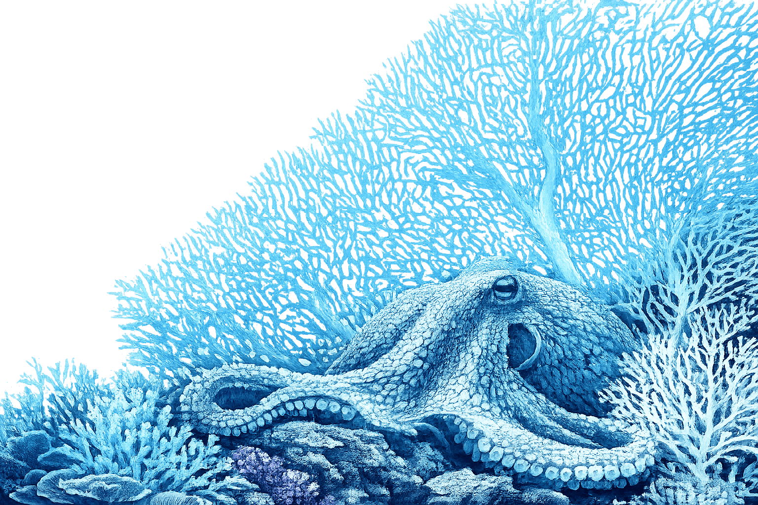 coral reef